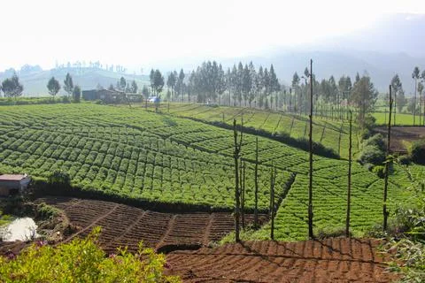 Mountainous Agricultural Fields Stock Photos