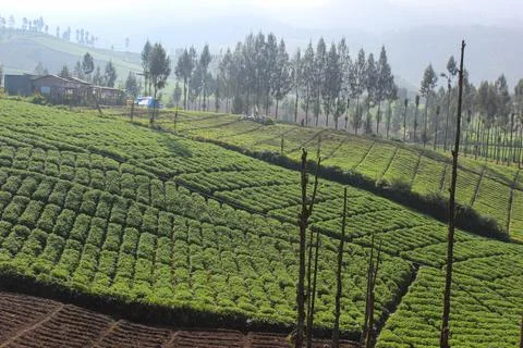 Mountainous Agricultural Fields Stock Photos
