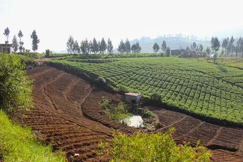 Mountainous Agricultural Fields Stock Photos