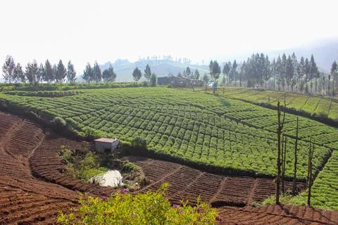 Mountainous Agricultural Fields Stock Photos