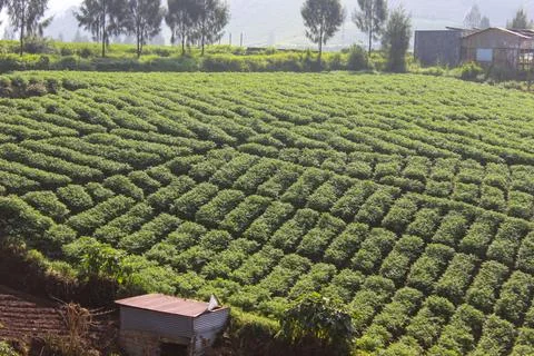 Mountainous Agricultural Fields Stock Photos