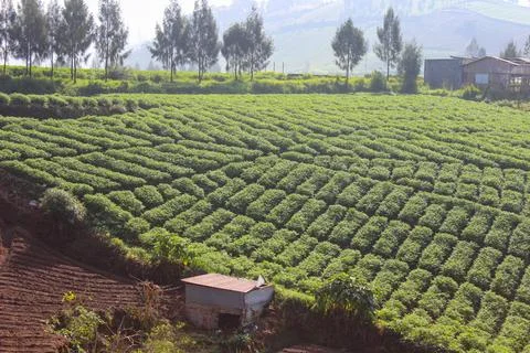 Mountainous Agricultural Fields Stock Photos
