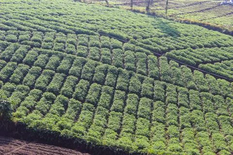 Mountainous Agricultural Fields Stock Photos