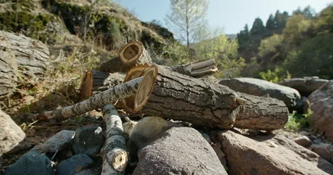 In the mountainous area are cut down trees. Mass deforestation. The camera is in Video stock 141911899