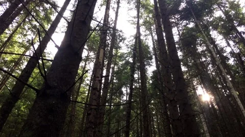 Mountainous area in a coniferous forest. Stock Footage 246104199