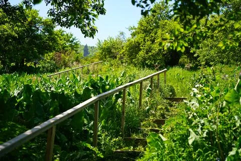 Mountainous area with different vegetation. Stock Photos