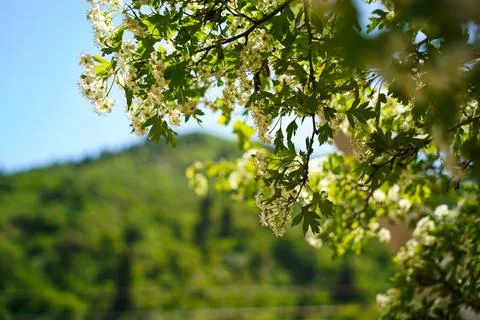 Mountainous area with different vegetation. Fotos de archivo