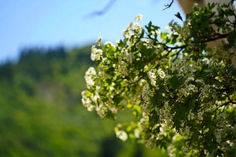 Mountainous area with different vegetation. 스톡 사진