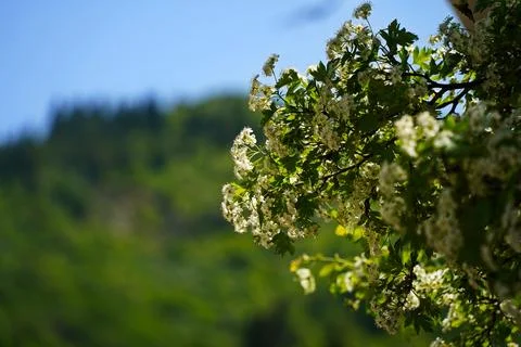Mountainous area with different vegetation. Stock Photos