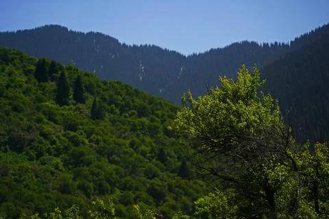 Mountainous area with different vegetation. 스톡 사진
