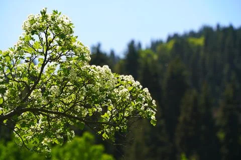 Mountainous area with different vegetation. Photos
