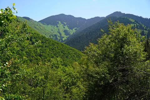 Mountainous area with different vegetation. Stock Photos