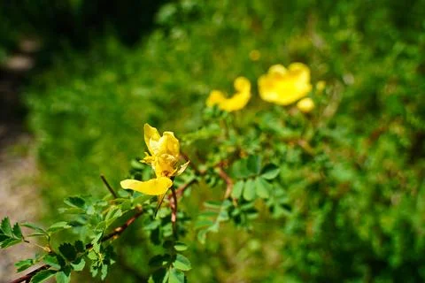 Mountainous area with different vegetation. 스톡 사진