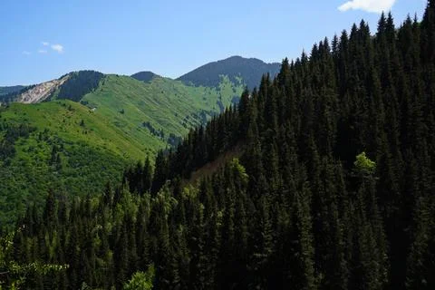 Mountainous area with different vegetation. 스톡 사진