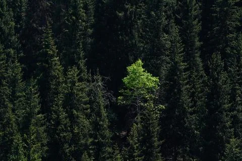 Mountainous area with different vegetation. 스톡 사진