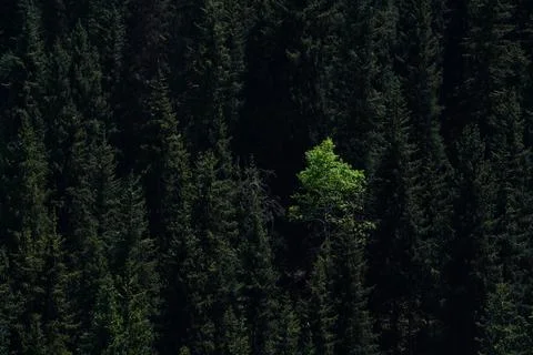 Mountainous area with different vegetation. Photos