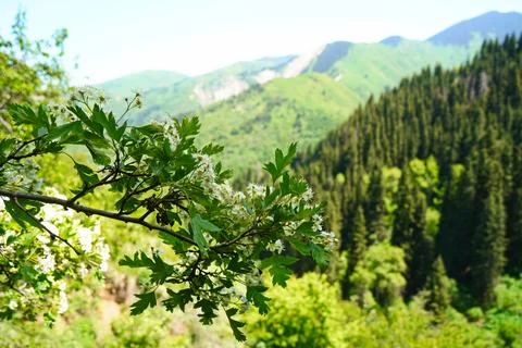 Mountainous area with different vegetation. Foto stock