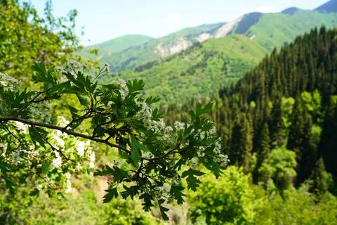 Mountainous area with different vegetation. Stock Photos