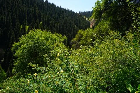 Mountainous area with different vegetation. Fotos de archivo