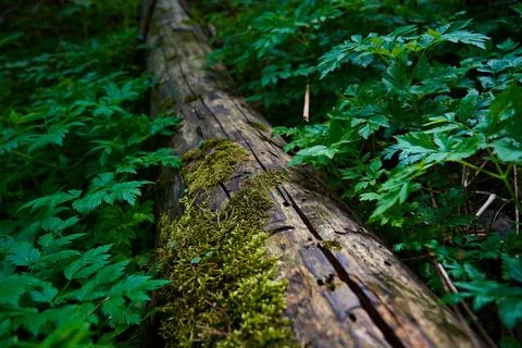 Mountainous area with different vegetation. Stockfoto's