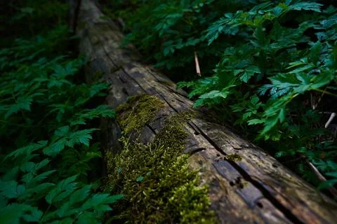 Mountainous area with different vegetation. Fotos de archivo