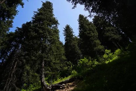 Mountainous area with different vegetation. Stockfoto's