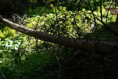 Mountainous area with different vegetation. Фото