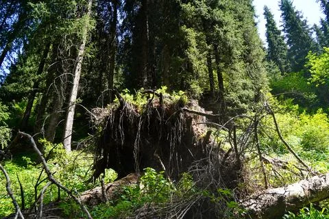 Mountainous area with different vegetation. Stockfoto's