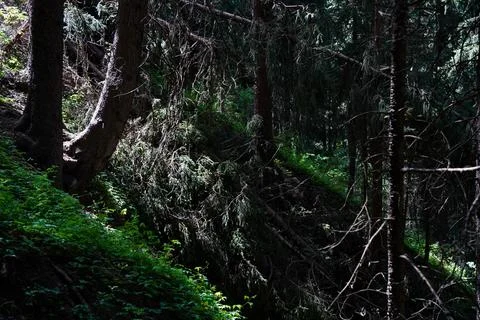 Mountainous area with different vegetation. Photos