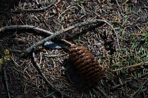 Mountainous area with different vegetation. 스톡 사진