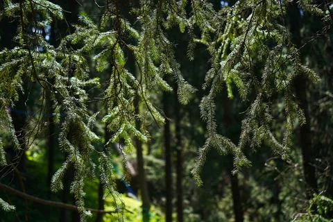 Mountainous area with different vegetation. Stock Photos