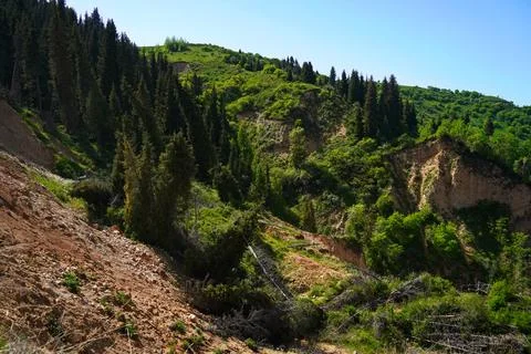 Mountainous area with different vegetation. Photos