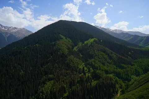 Mountainous area with different vegetation. Stock Photos