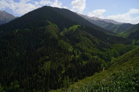 Mountainous area with different vegetation. Fotos de archivo