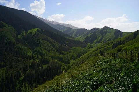 Mountainous area with different vegetation. Stock Photos