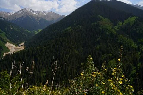 Mountainous area with different vegetation. Fotos de archivo
