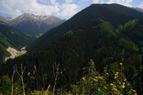 Mountainous area with different vegetation. Stock Photos