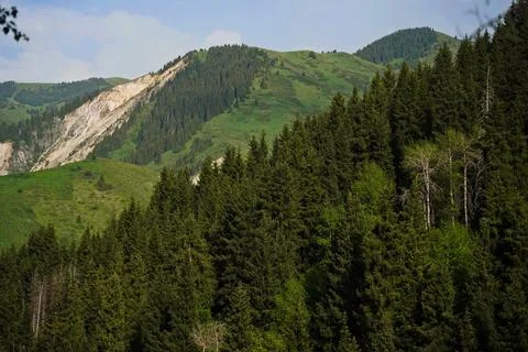 Mountainous area with different vegetation. Stock Photos