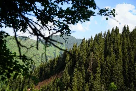 Mountainous area with different vegetation. Fotos de archivo