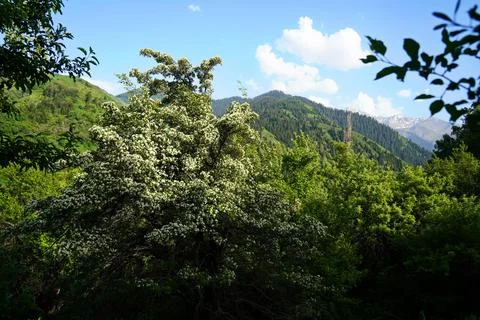 Mountainous area with different vegetation. 스톡 사진
