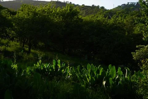 Mountainous area with different vegetation. Stock Photos