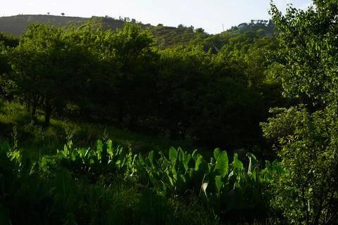 Mountainous area with different vegetation. Stock Photos