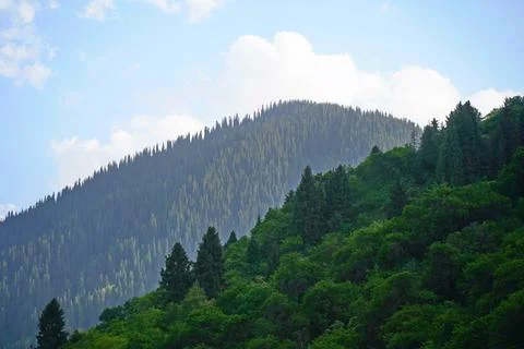 Mountainous area with different vegetation. Stock Photos