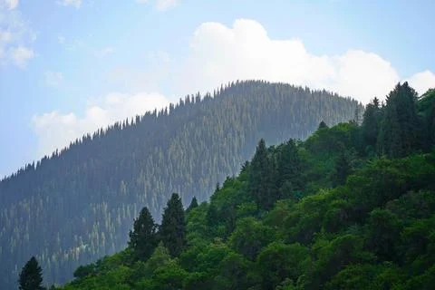 Mountainous area with different vegetation. Fotos de archivo