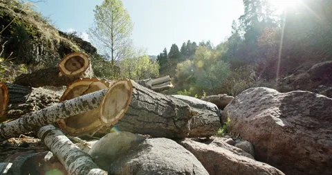 In mountainous areas, trees are cut down. Mass deforestation. The camera is in Stock Footage 142157980