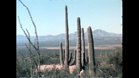 Mountainous Desert with Cacti Stock Footage 276290448