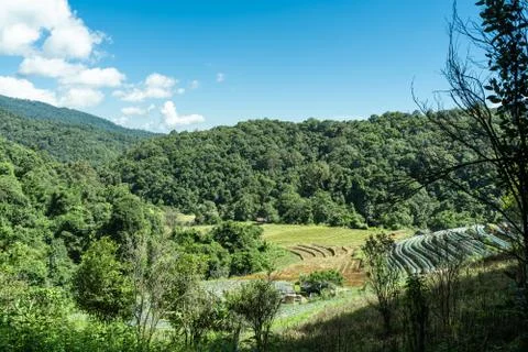 Mountainous forest with sown fields Stock Photos
