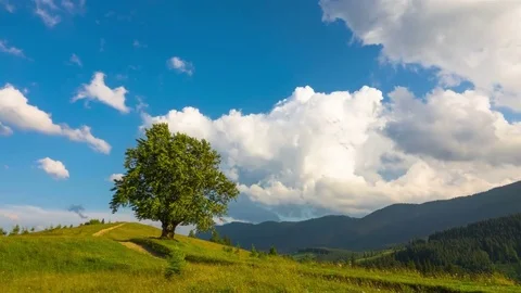 Mountainous Landscape with a Lonely Tree and Walking Cows Stock Footage 78886570