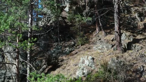 Mountainous Landscape with Pine Trees on a Sunny Day in the North Caucasus Stock Footage 320855424