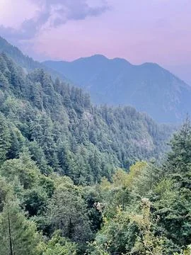 Mountainous Pine Forests at Twilight Stock Photos